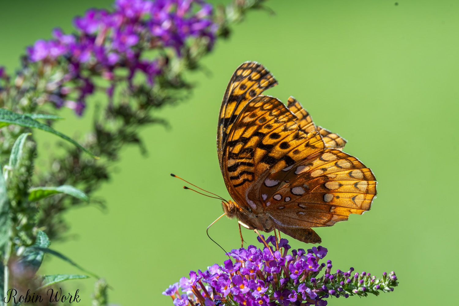 D50_9400.jpg