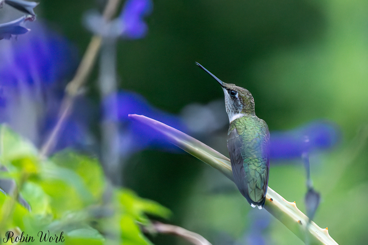 D50_9426-Edit.jpg
