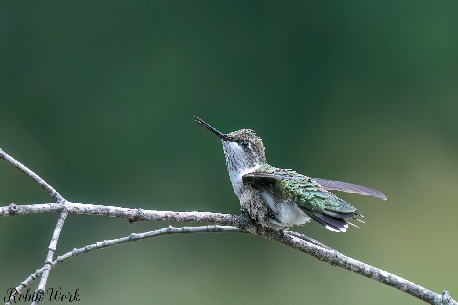 D50_9446-Edit.jpg