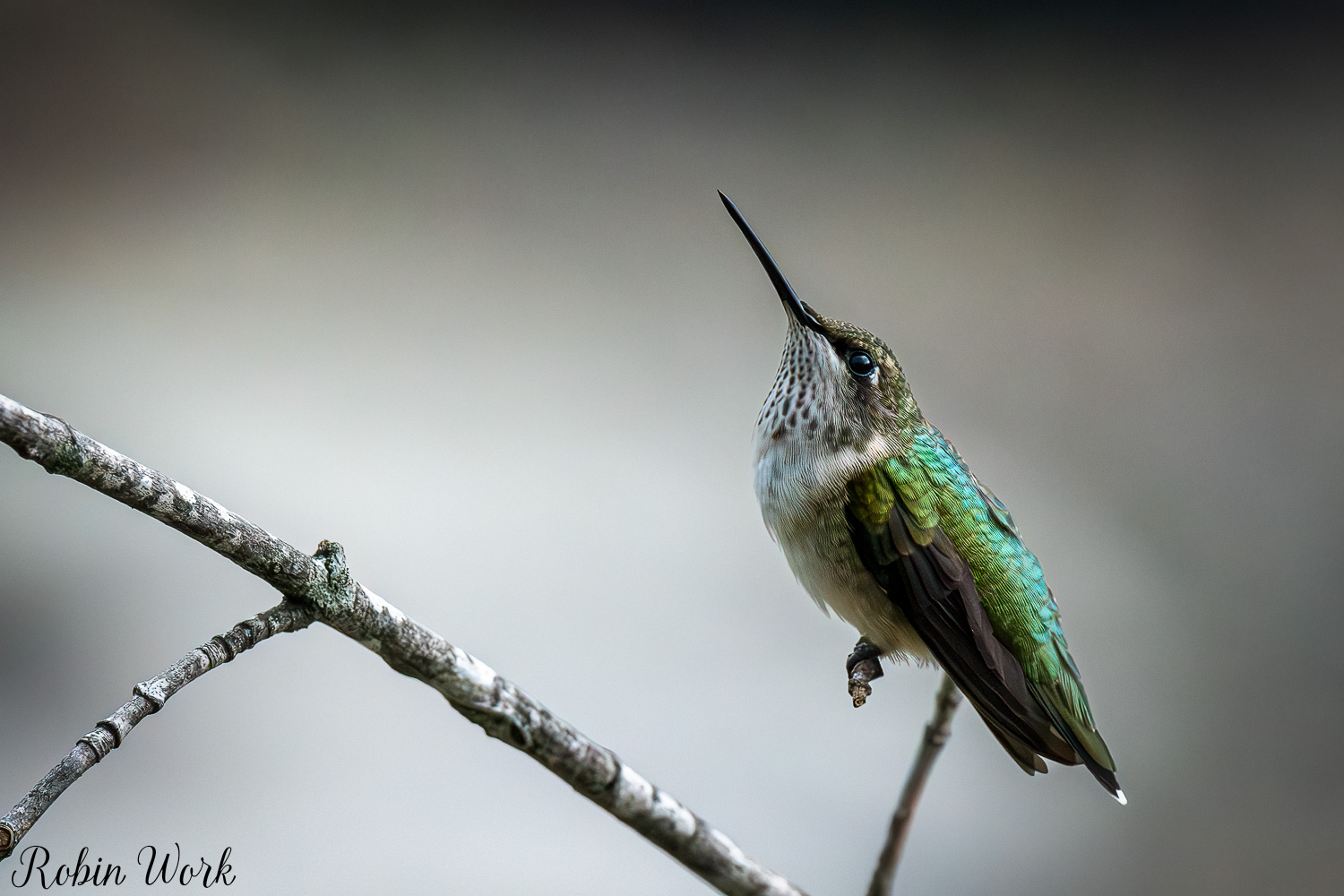 D50_9468-Edit.jpg