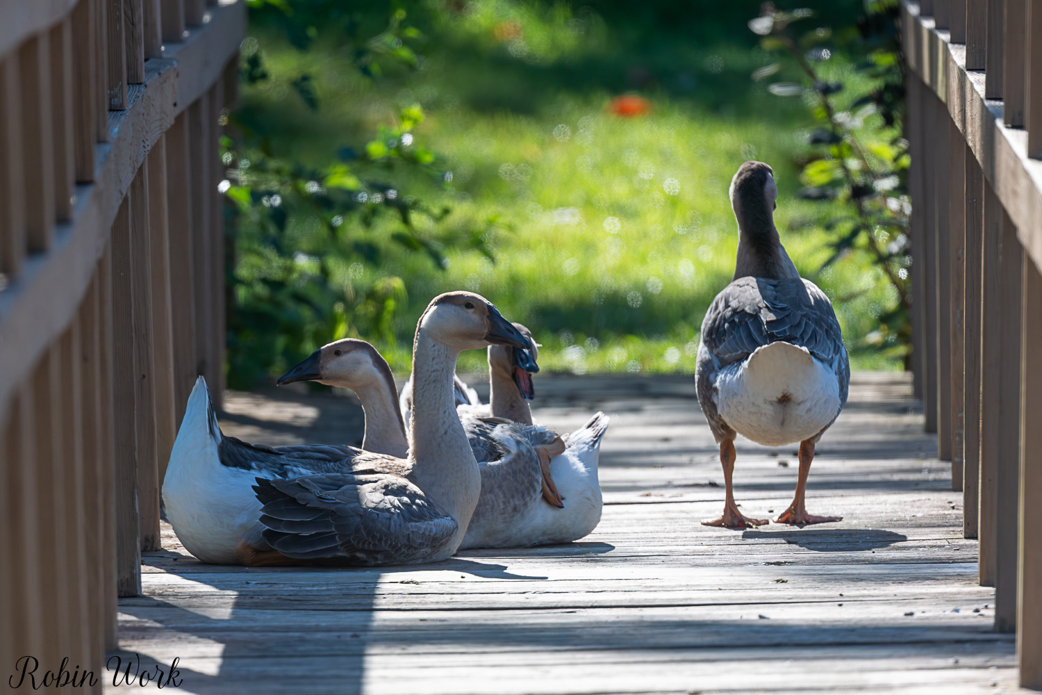 D50_9528-Edit.jpg