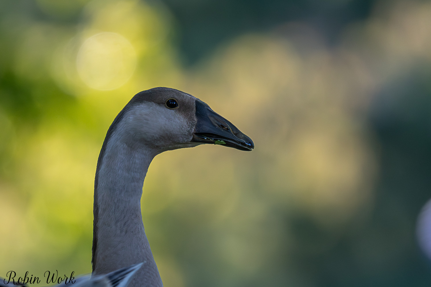 D50_9536.jpg