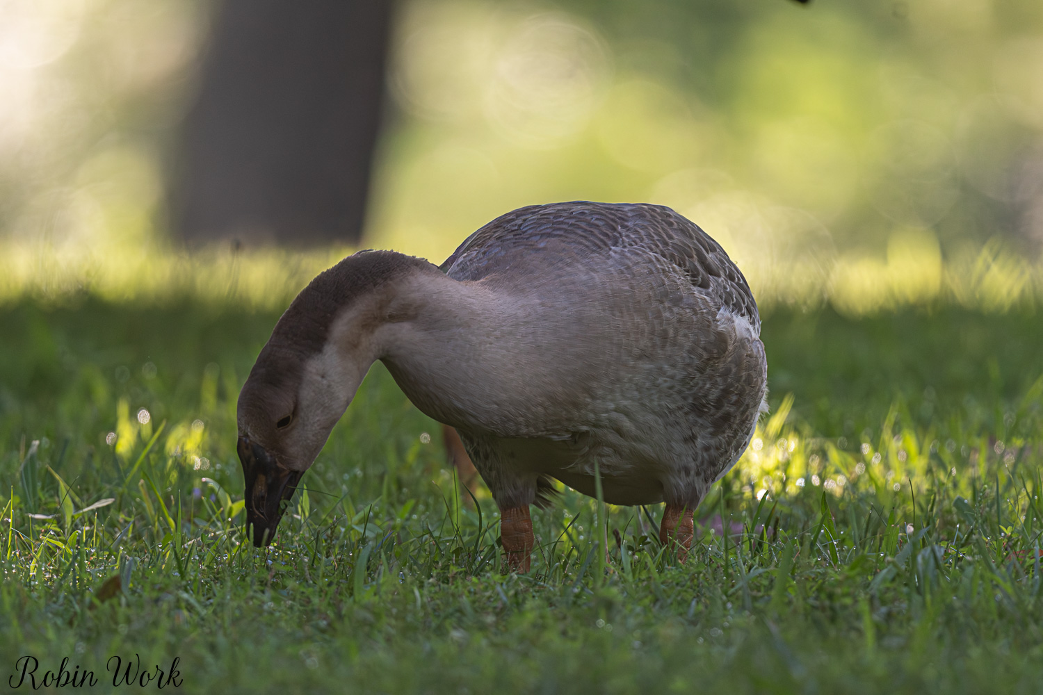 D50_9544-Edit.jpg