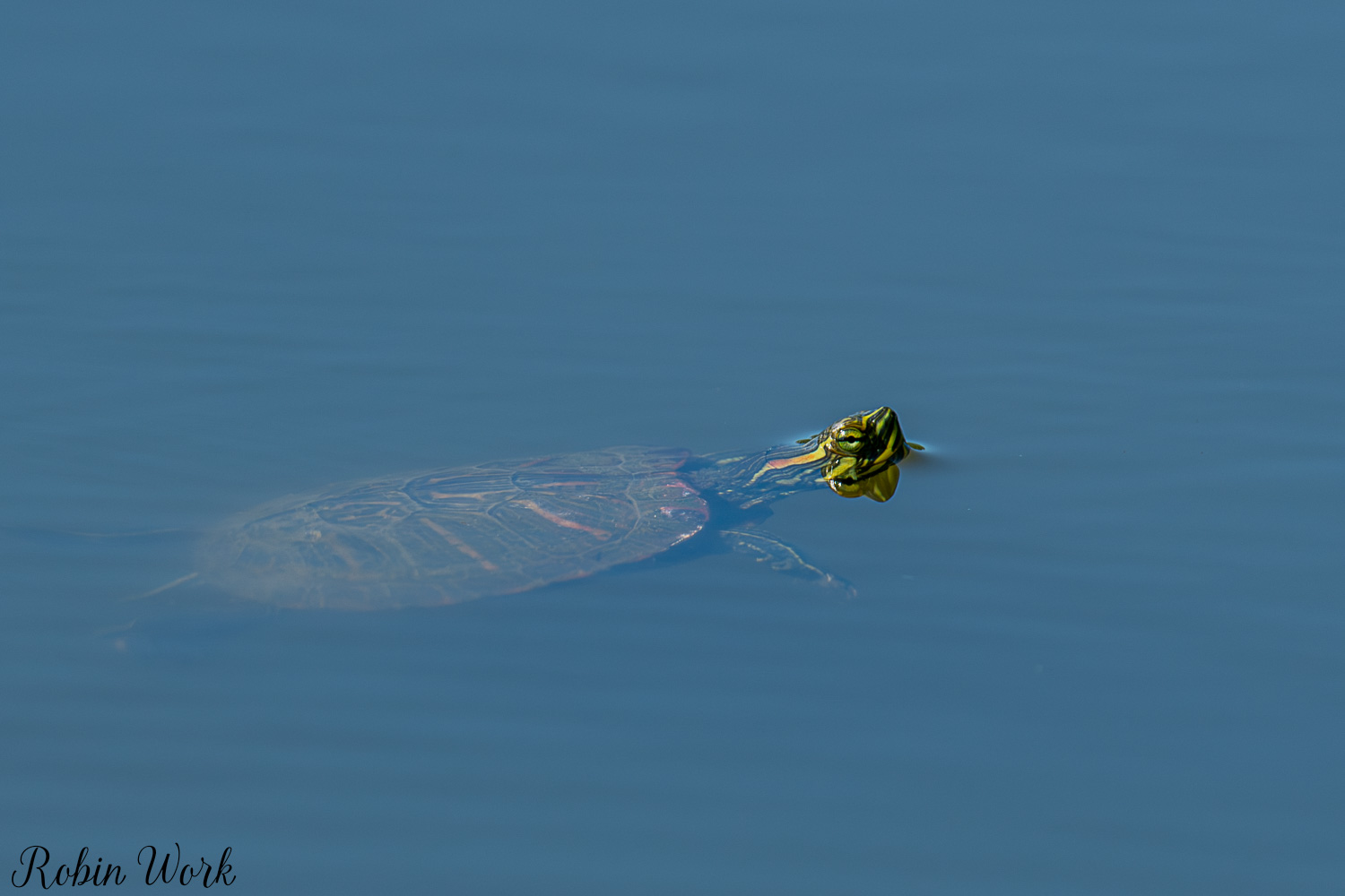 D50_9576.jpg