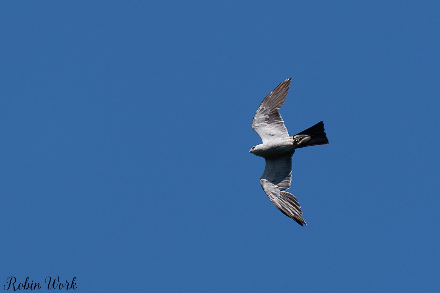 D50_9589.jpg