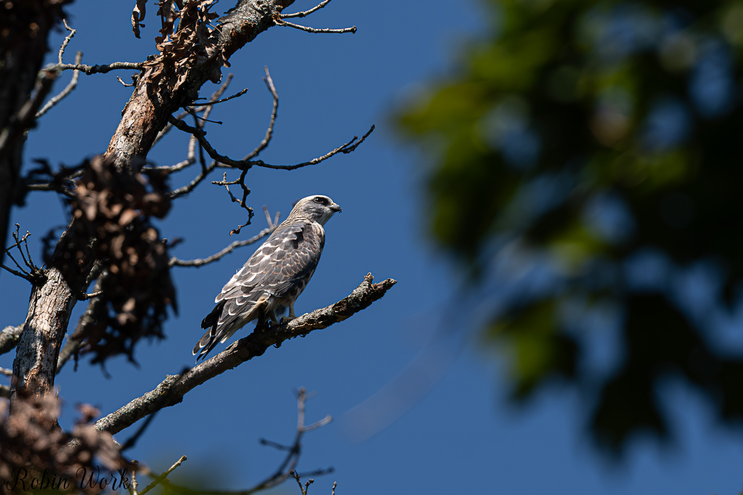 D50_9629.jpg
