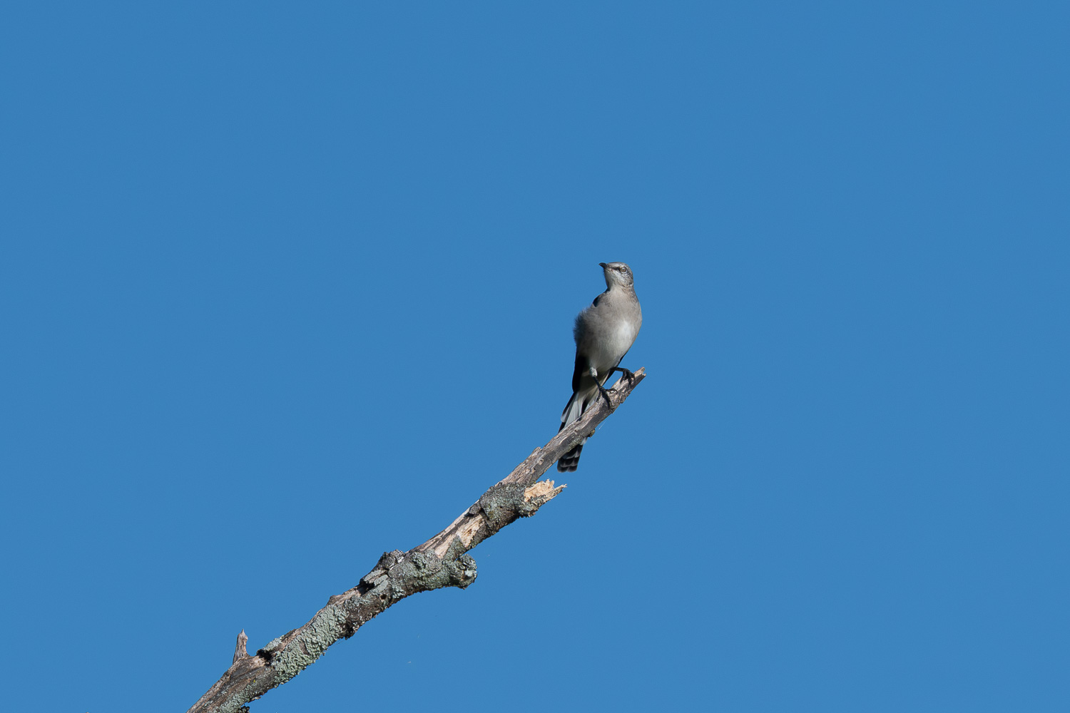 D50_9878.jpg