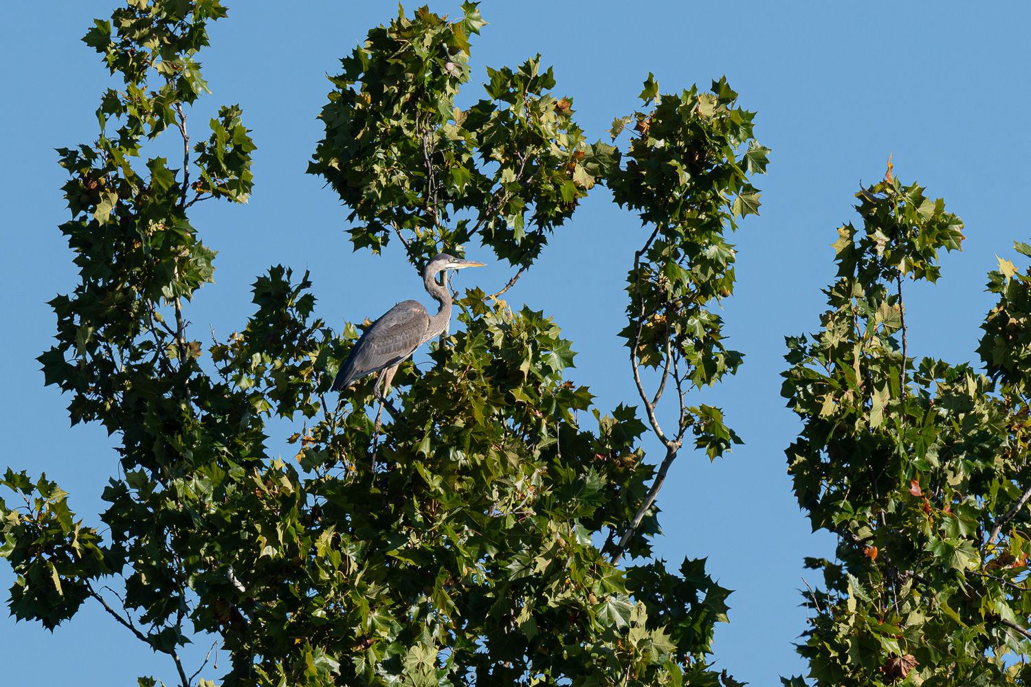 D50_9885.jpg