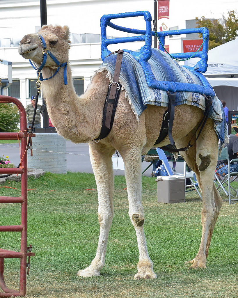 D5100 18-105 FAIR 097.jpg