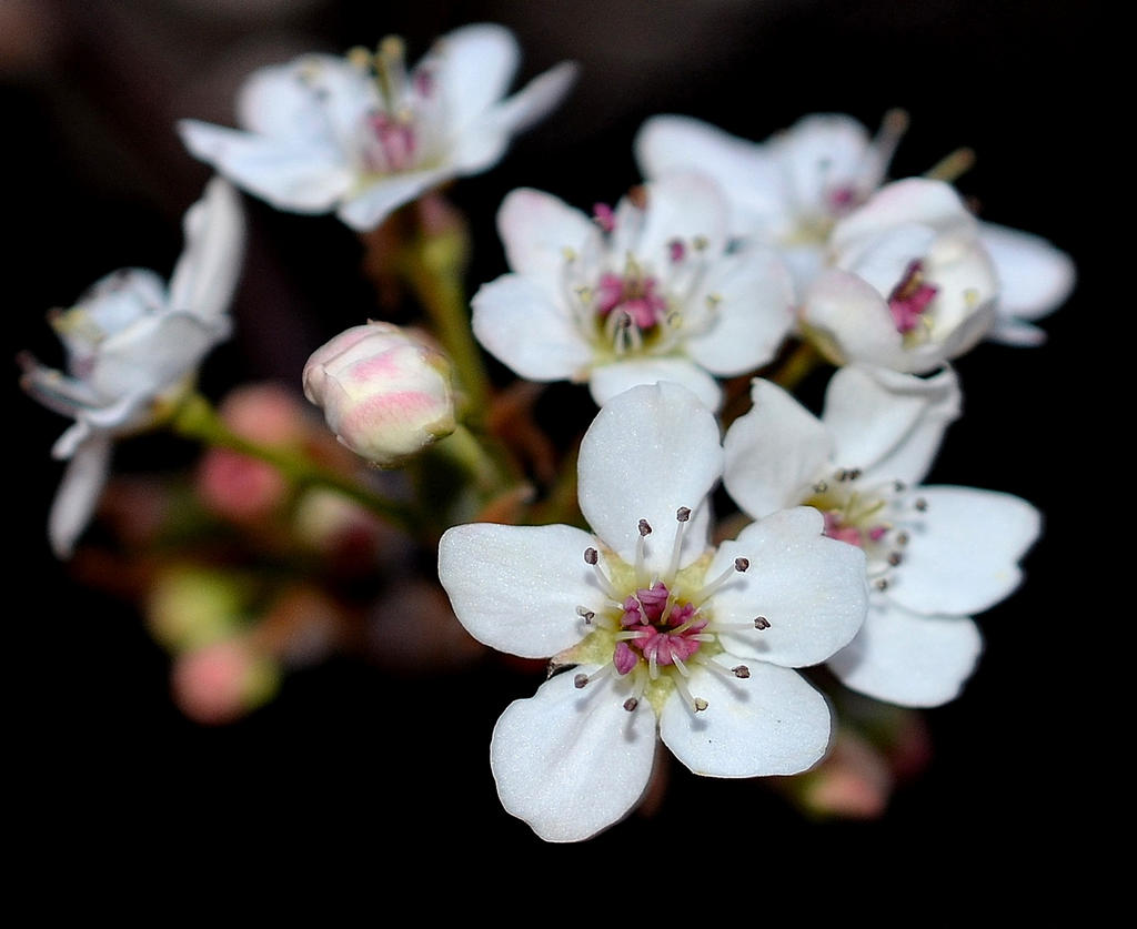 D5100_00425.jpg