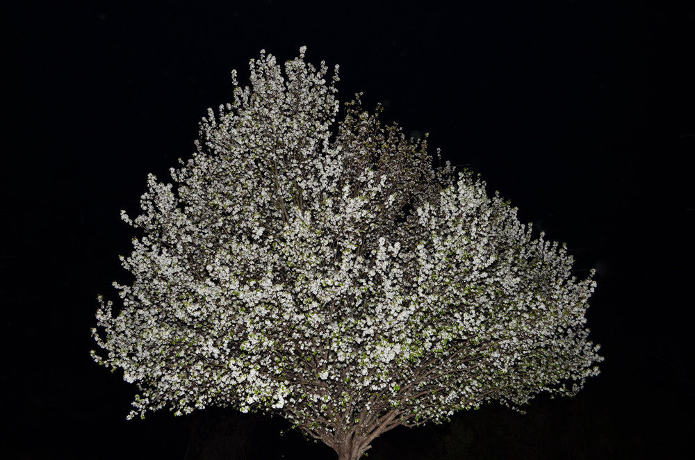 D5100_00928sm.jpg