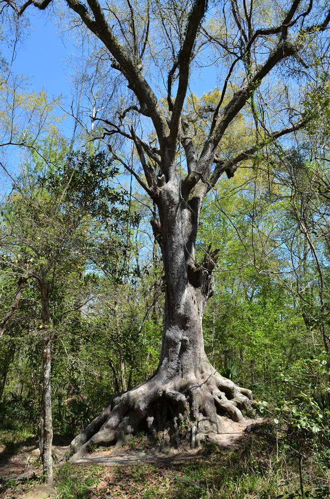 D5100_00973.jpg