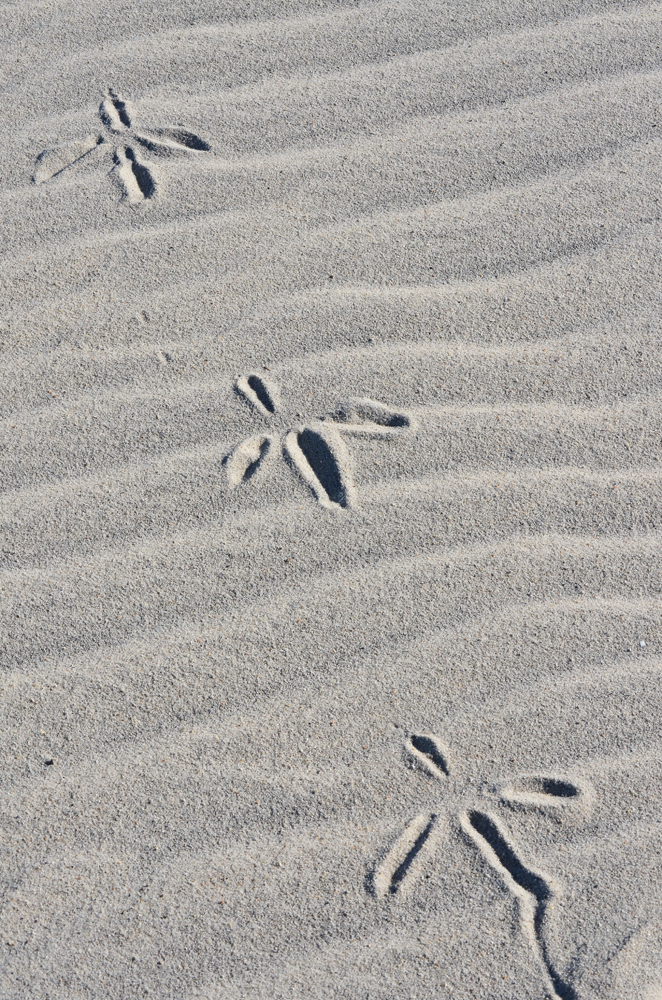 D5100_01054.jpg
