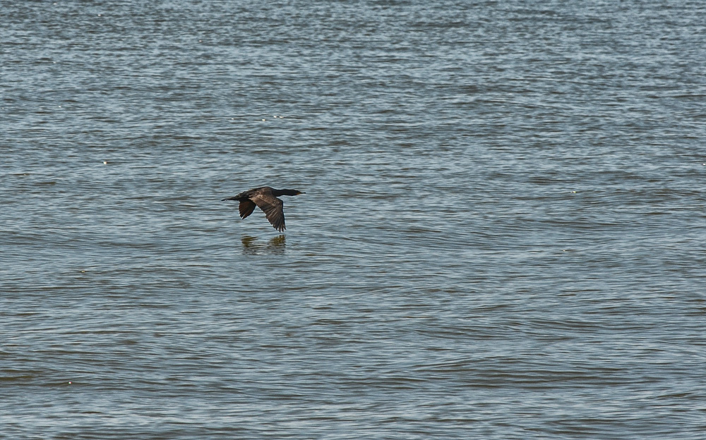 D5100_01436.jpg
