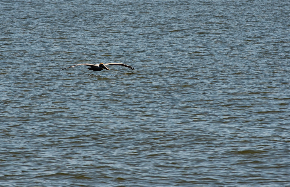 D5100_01463.jpg