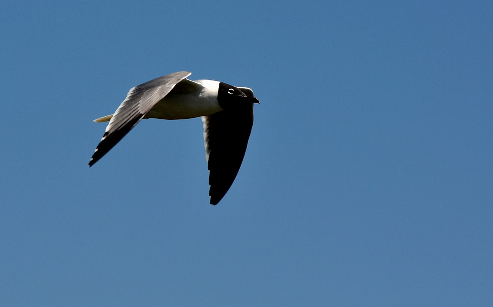 D5100_01472.jpg