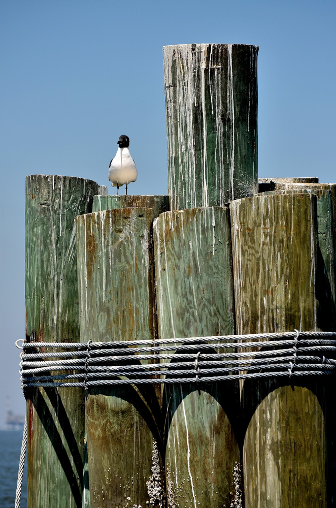 D5100_01498.jpg