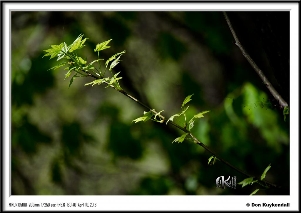 D5100_02144.jpg