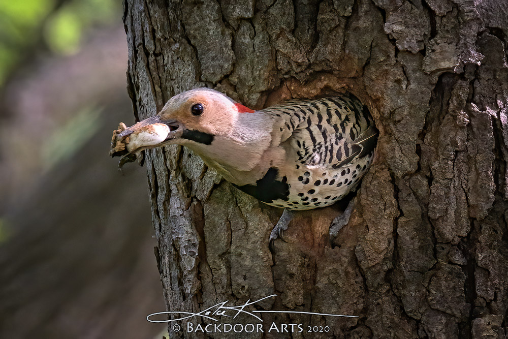 D51_3226-Edit-copy.jpg