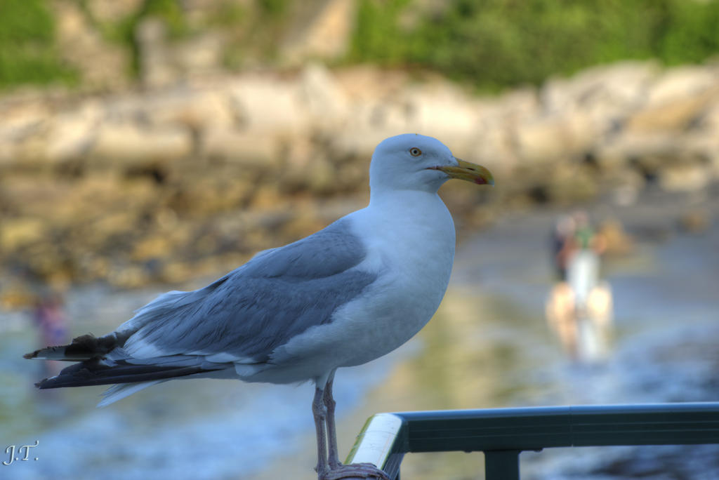 D5300 #2 Cape Tele HD3.jpg