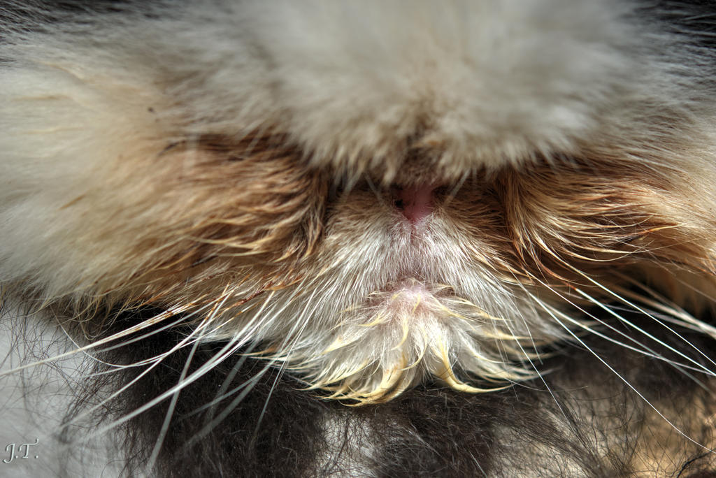 D5300 Eyes HD1.jpg