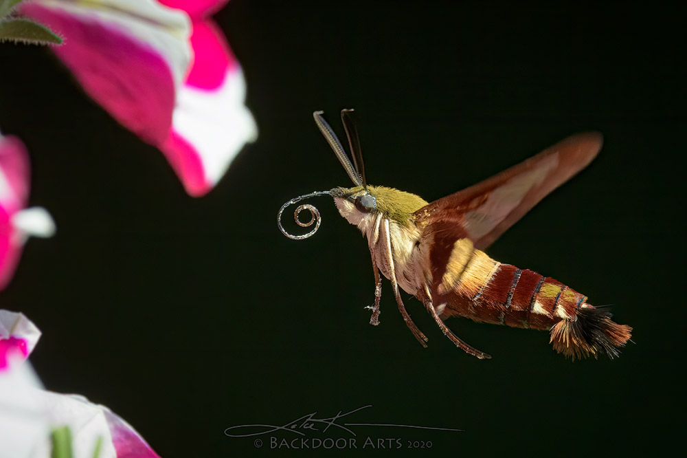 D53_0486-Edit-copy.jpg