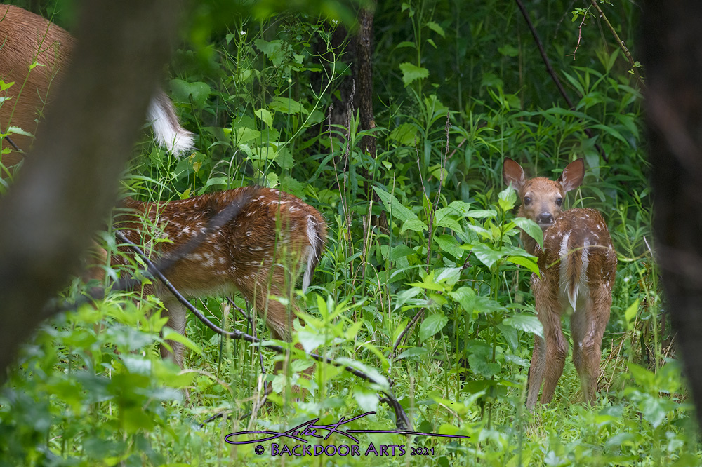 D54_3566-Edit-copy.jpg