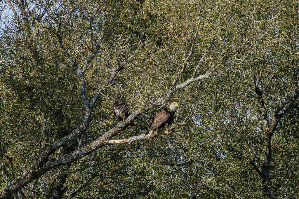 D5C_0162.jpg