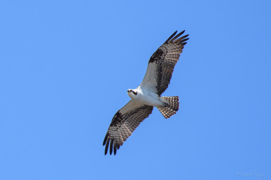 D5C_3903.jpg
