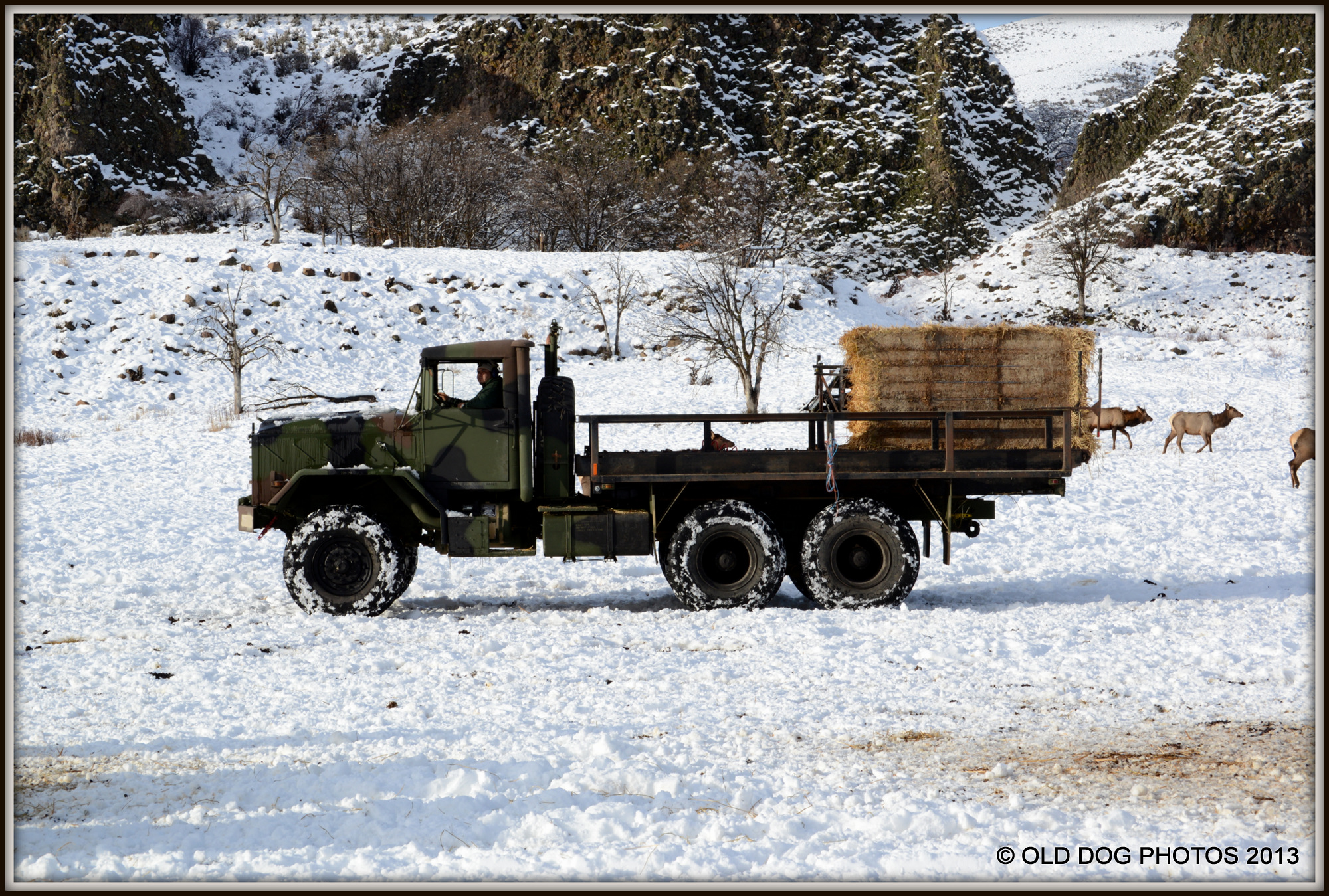 D600 ELK SHEEP 058.JPG