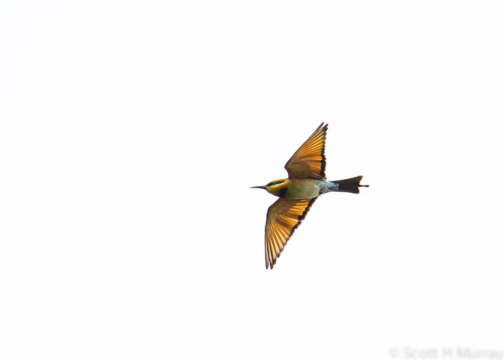 D60_0248.jpg