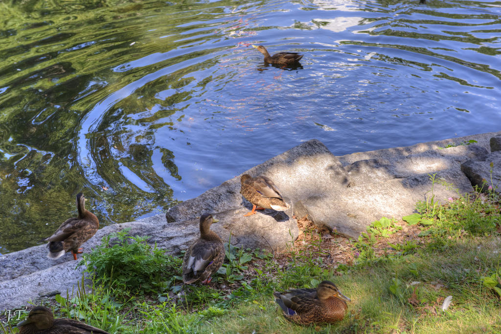 D610 #2 Deering Oaks HD2.jpg