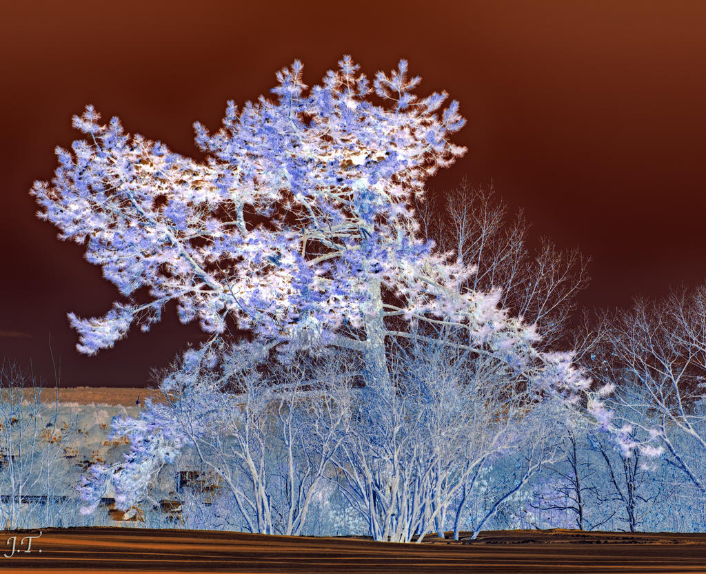 D610#2 W. Prom. 24-70-Winter HD10c.jpg