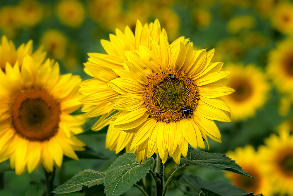 D6A_4928-Edit.jpg