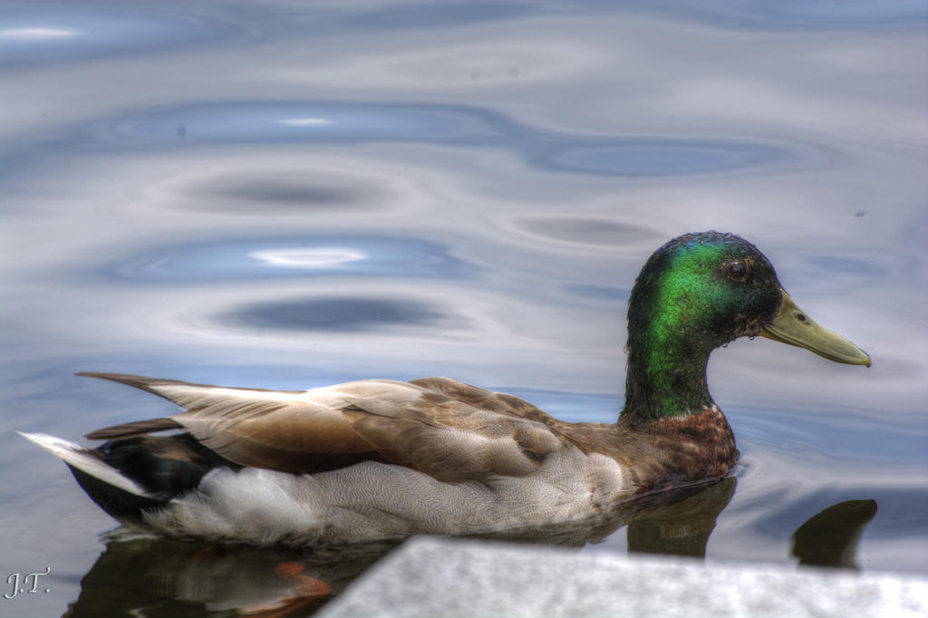D7100 #2 Cape Park-Tele HD3b.jpg