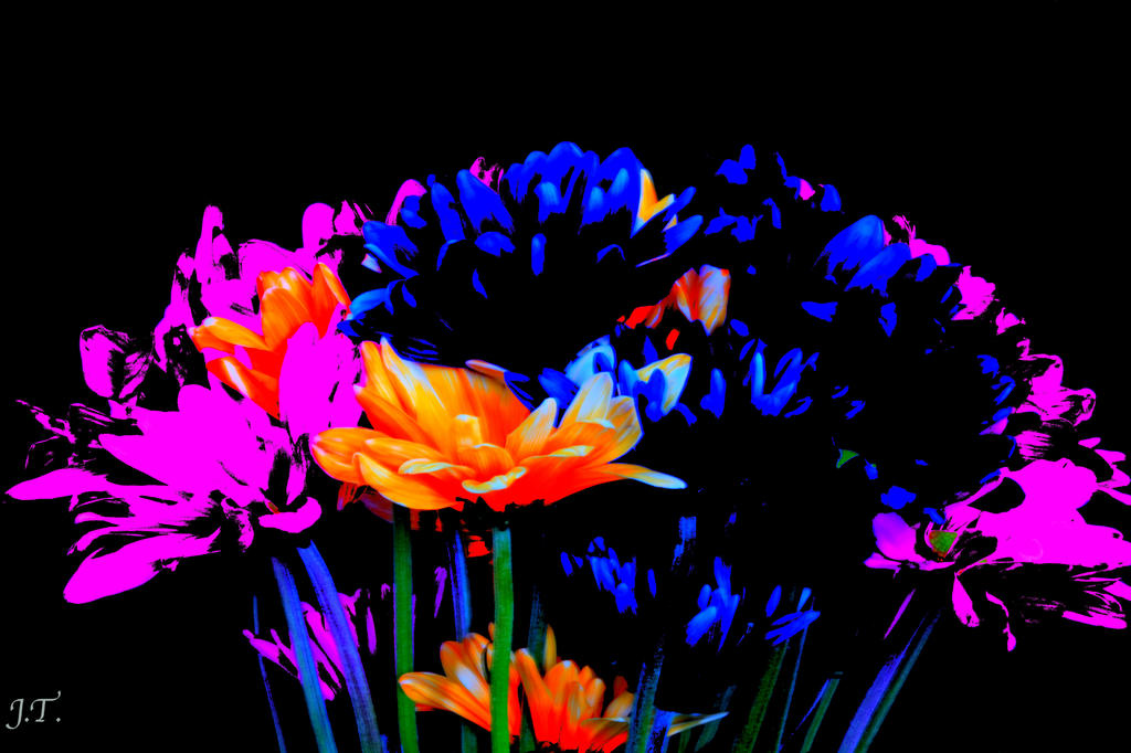 D7100 #3 Flowers Home HD2a.jpg