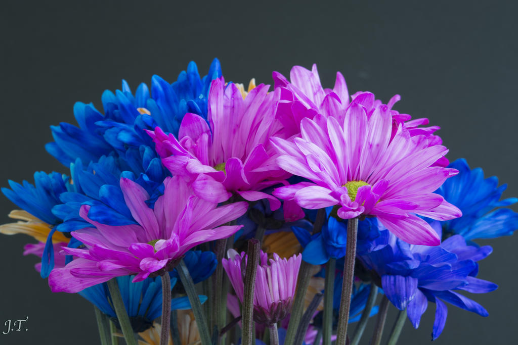 D7100 #3 Flowers_015.jpg