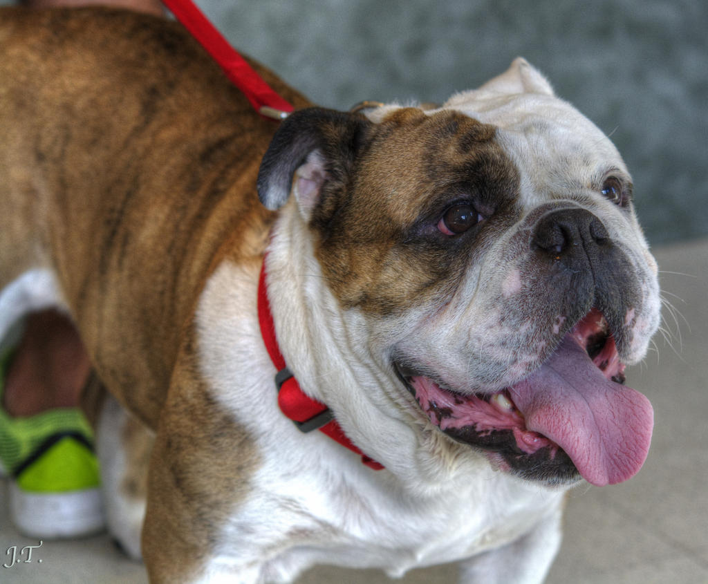 D7100 #3 Vet-Dogs HD1b-Cropped.jpg