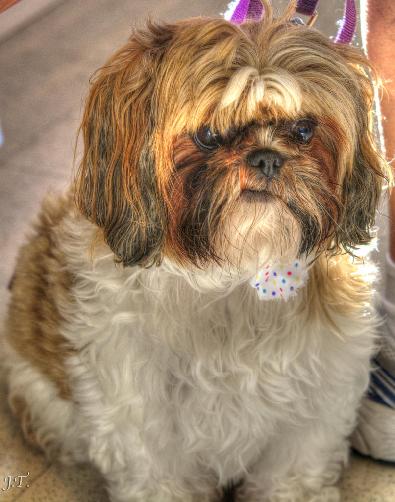D7100 #3 Vet-Dogs HD2a-Cropped.jpg