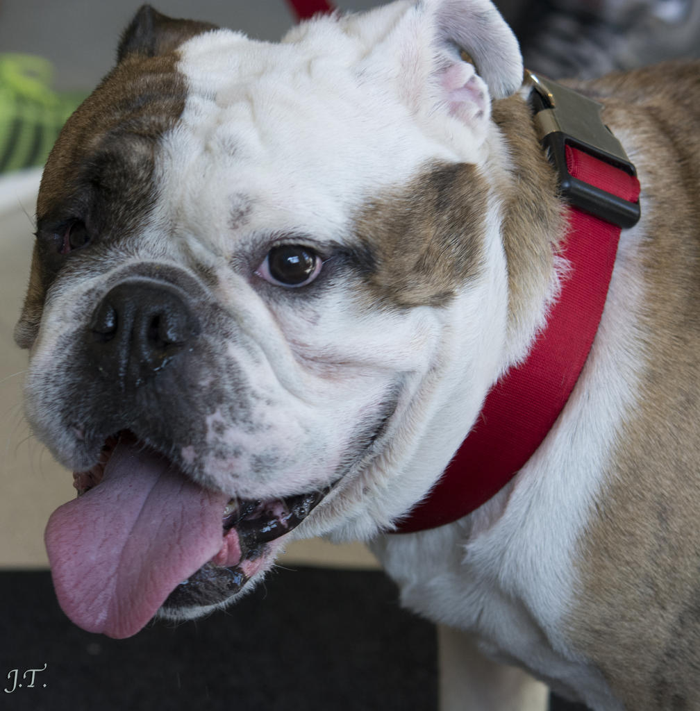 D7100 #3Vet-Dog_013-Cropped.jpg