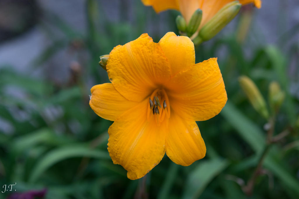 D7100 Hood Flwrs_004.jpg