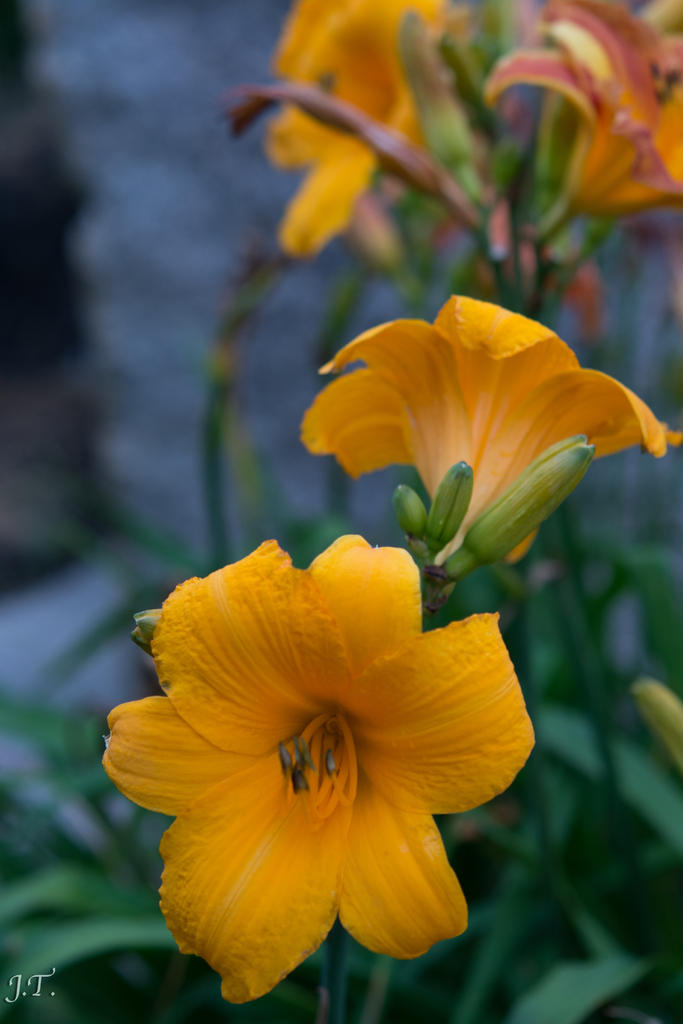 D7100 Hood Flwrs_006.jpg