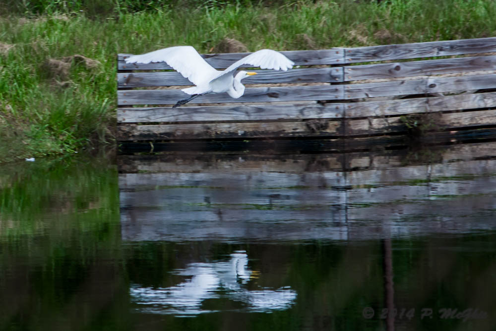 D71_1259.jpg