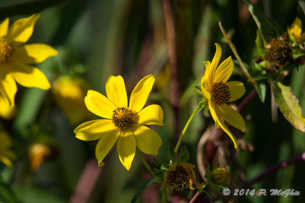 D71_1628.jpg