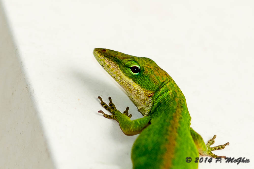 D71_1670.jpg