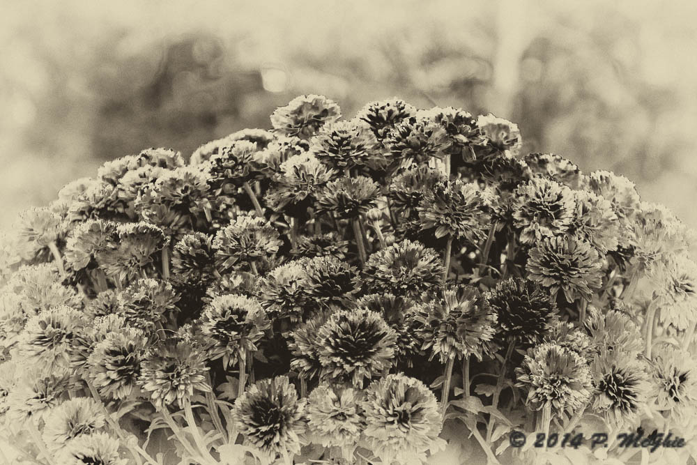 D71_1771-Edit.jpg
