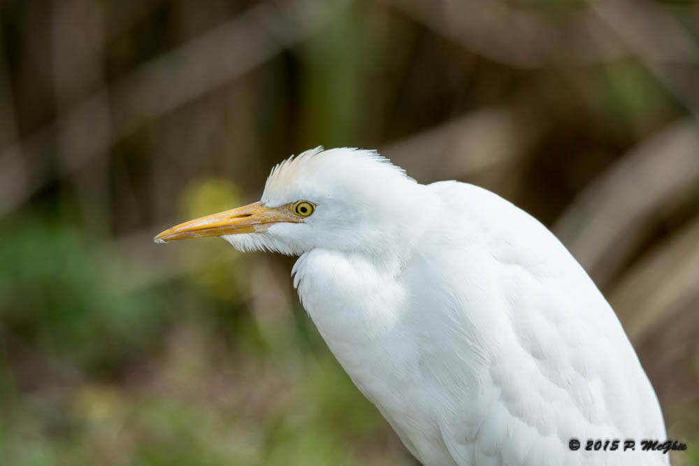 D71_2793.jpg