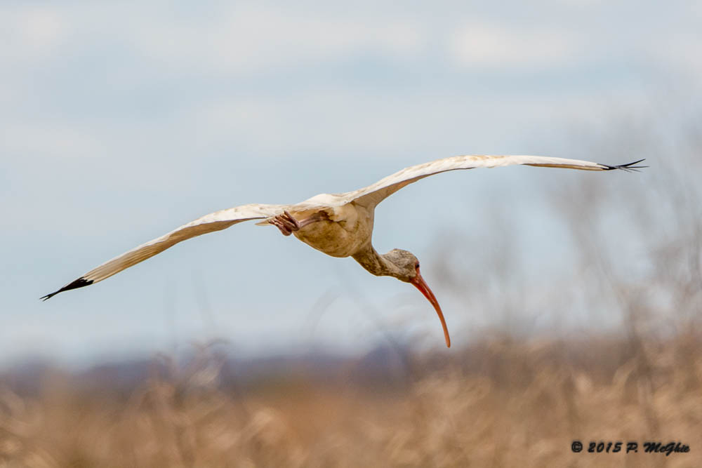 D71_2804.jpg