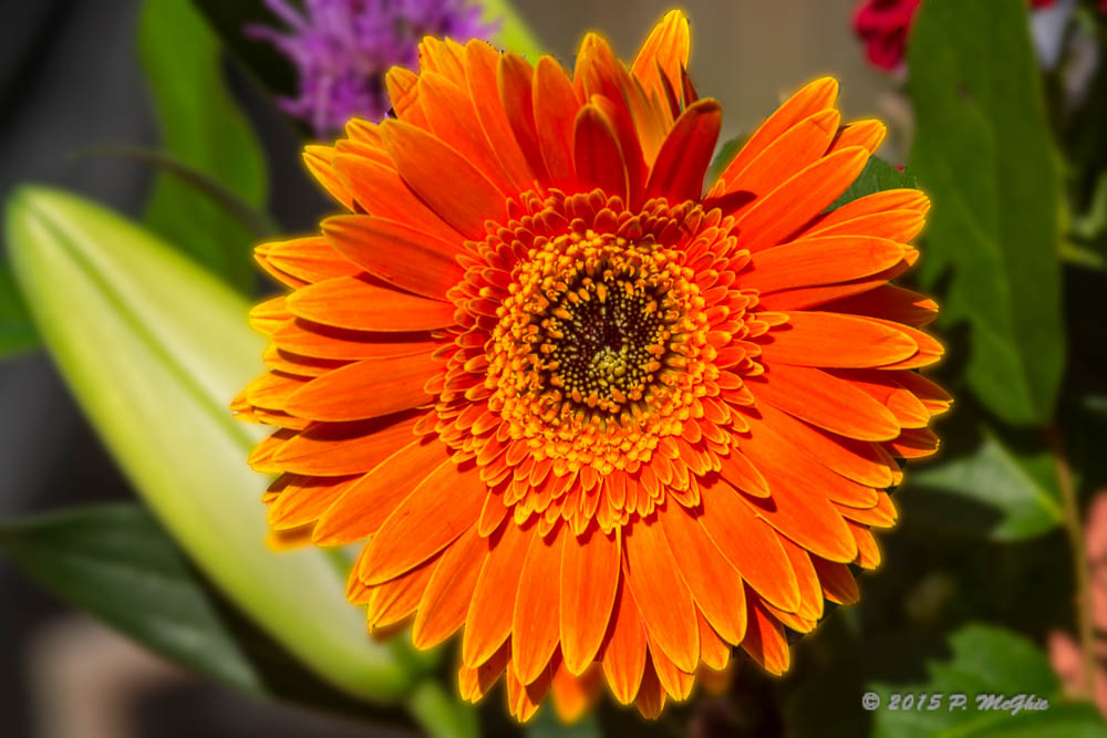 D71_4288-Edit.jpg