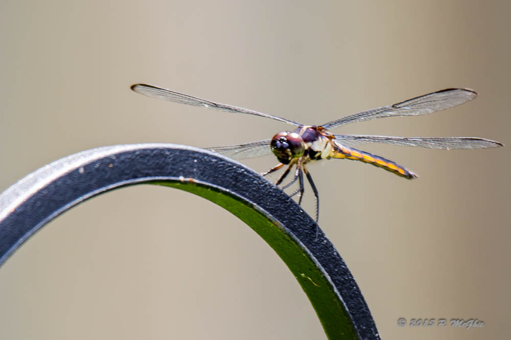 D71_5109.jpg